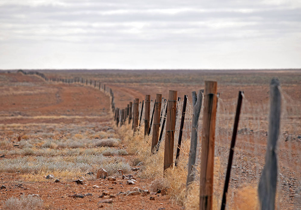 Dog Fence near the Breakaways near Coober Pedy This Travel Life